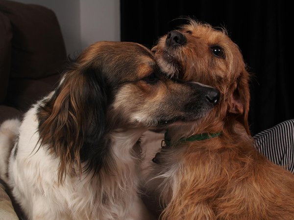 Wat zijn de geheimen van een goede Chinese roerbak?